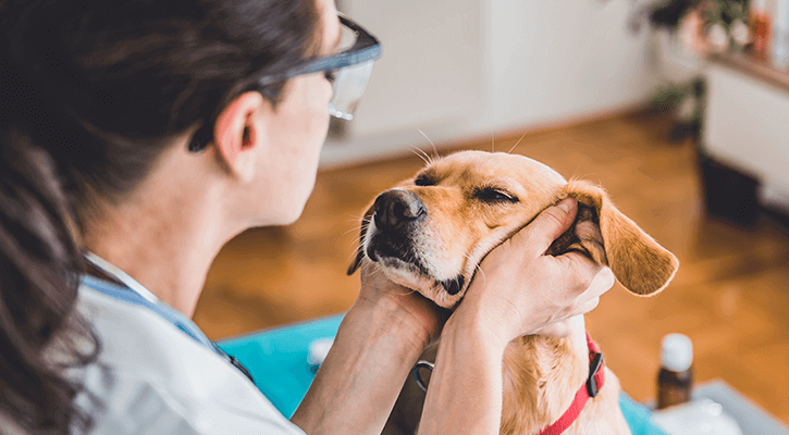 Pet Wellness Exam Richmond