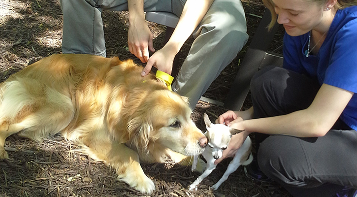 Dog_Boarding_2 Dog_Boarding_2