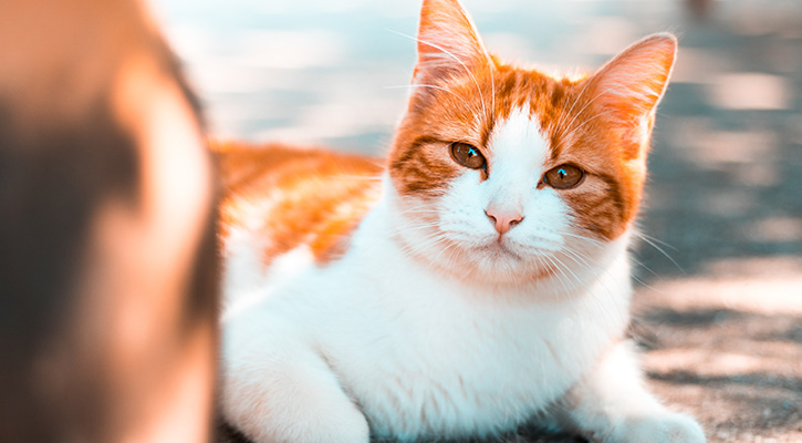 cat_1Pet Radiography Richmond Pet Radiography Richmond