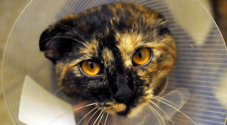 emergency pet care Richmond emergency animal hospital Richmond