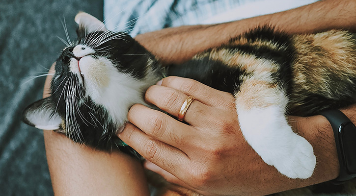 Pet Nutrition Richmond Pet Nutrition Services Richmond