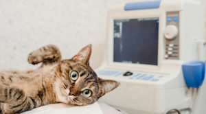 pet ultrasound Richmond