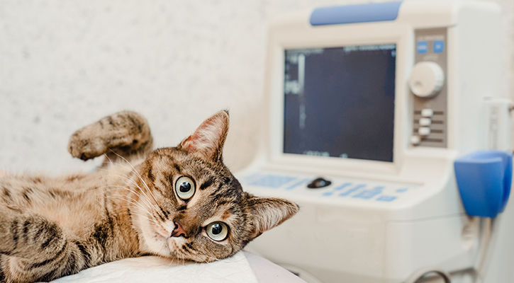 pet ultrasound Richmond