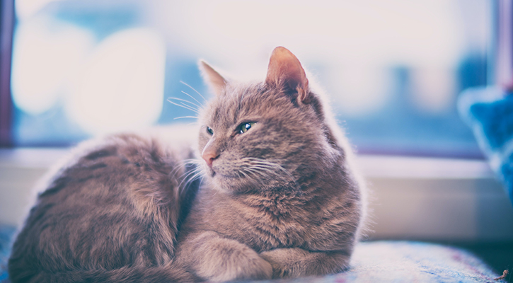 Pet ECG Richmond Pet EKG Richmond
