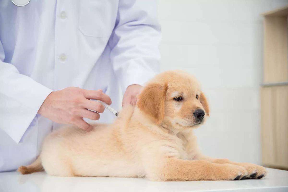 Leptospirosis Leptospirosis